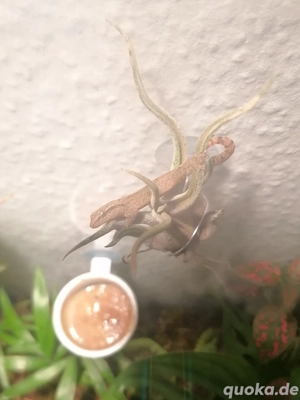 Gecko, Jungferngecko  Bild 3