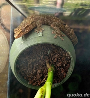 Gecko, Jungferngecko 