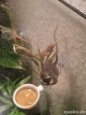 Gecko, Jungferngecko  Bild 8