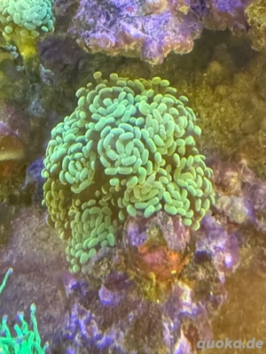 korallen meerwasswer SPS Acropora LPS Euphyllia Chalice Montipora 