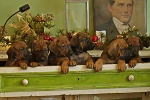 Rhodeisian-Rhidgeback-Welpen & Junge wundervolle, sozialisierte Löwenjäger sind da und suchen Euch