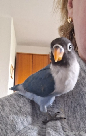 Pfirsichköpchen Rußköpfchen sehr zahm Unzetrennliche Agarponiden 