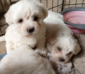 3 suesse Malteser Welpen suchen zu Hause