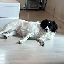 Lord Nelson K 40 cm   ein Freund fürs Leben [auf Pflegestelle in D-59379 Selm]