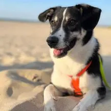 Mira W 48 cm   die Schöne [auf Pflegestelle in D-06895 Kropstädt]