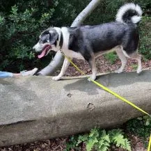 Mira W 48 cm   die Schöne [auf Pflegestelle in D-06895 Kropstädt]