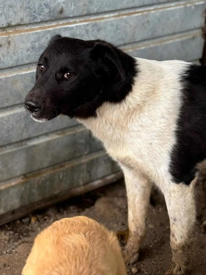 Fox R ca. 47 cm - treue Seele Bild 8