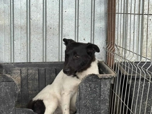 Fox R ca. 47 cm - treue Seele Bild 7