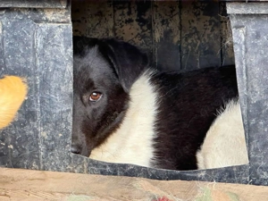 Fox R ca. 47 cm - treue Seele Bild 6