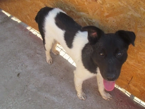 Fox R ca. 47 cm - treue Seele Bild 3