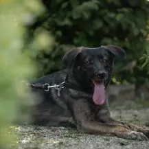 Bruno C 45 cm   liebevoller Beschützer [auf Pflegestelle in D-54497 Morbach]