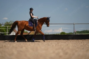 Suche Reitbeteiligung für Warmblutstute