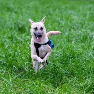 Lea 40 cm   die Schönheit [auf Pflegestelle in D-44379 Dortmund]