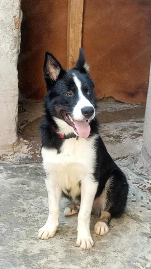 LOKI - ist bereit für Abenteuer (wartet in Rumänien)