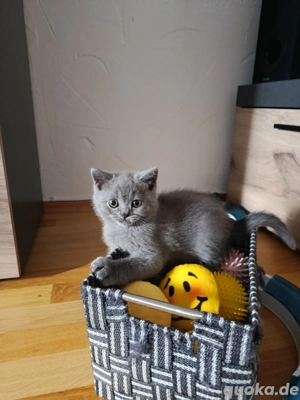 BKH Kitten Reinrassige 