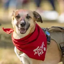 Molly R 50 cm   eine zarte Maus [auf Pflegestelle in D-87527 Sonthofen]