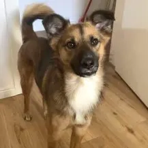 Kali 50 cm   hübscher Quatschkopf [auf Pflegestelle in D-21465 Wentorf]