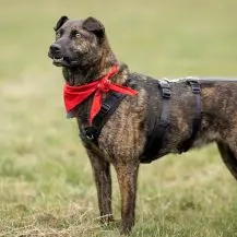 Rosa S 47 cm   eine treue Seele [auf Pflegestelle in 46242 Bottrop]