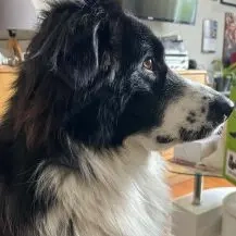 Da Vinci 72 cm   Der sanftmütige Riese [auf Pflegestelle in 93164 Münchsried bei Brunn]