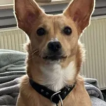 Cherry P 35 cm - die Besondere [auf Pflegestelle in 78579 Neuhausen ob Eck]