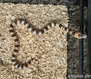 Königsnattern 2025 Lampropeltis leonis abzugeben Bild 10