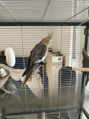 Nymphensittiche zu verkaufen 