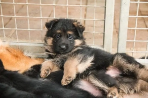 Deutsche Schäferhundwelpen !
