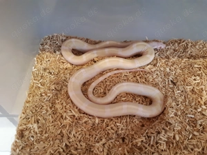 Scaleless Palmetto kornnatter,  cornsnake