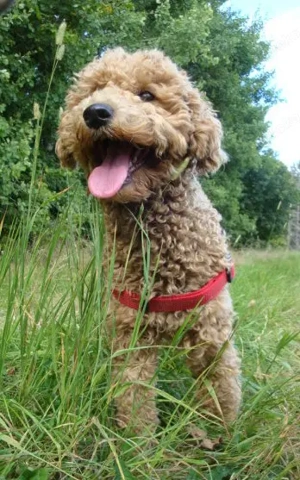 So eine Süße! Aussiedoodle-Junghündin sucht liebevolles Zuhause Bild 4