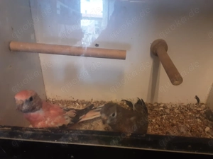 Bourkesittiche in verschiedenen Farben 