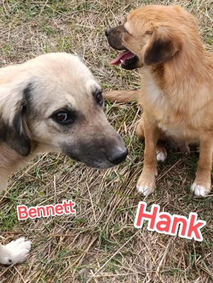 Bennet sucht ein liebevolles Zuhause Bild 2