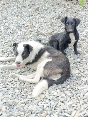 Lio-Lee hätte gerne ein liebevolles Zuhause für immer Bild 7