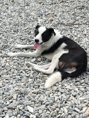 Lio-Lee hätte gerne ein liebevolles Zuhause für immer Bild 10