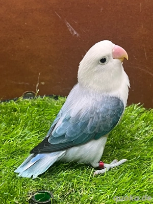 Pfirsichköpfchen Turquoise Opalin Euwing