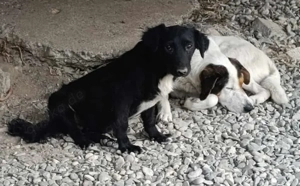 Monty - gibst du ihm ein Zuhause, evtl. sogar mit Lio Lee?