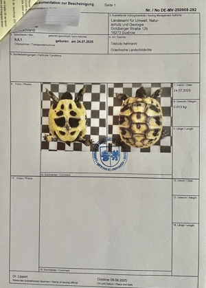 Griechische Landschildkrötenbabys Bild 3