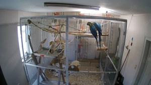 Charly & Luna Gelbbrustara Paar