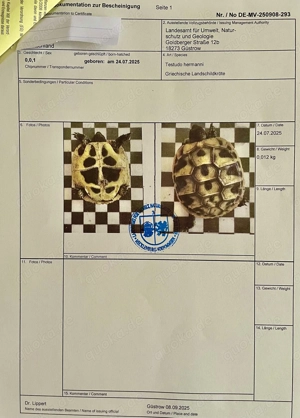 Griechische Landschildkrötenbabys Bild 6
