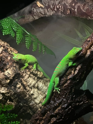Phelsuma Grandis Nachzuchten ( Madagascar Taggecko)