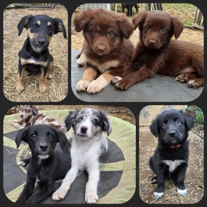 Goldencollie Aussiedor Welpen Familien Anfänger geeignet 