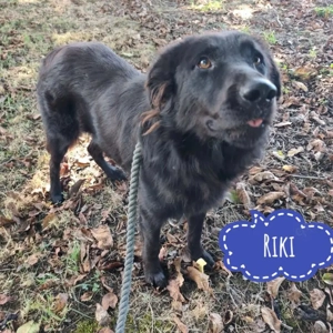 Riki, wunderschöner Traumhund, Retriever Mix