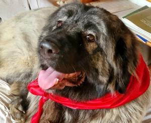 Wurfankündigung Kaukasischer Owtscharka Maremmano Abbruzzese Bild 6