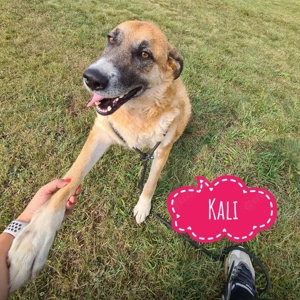 Kali, wunderhübsche und brave Schäferhündin sucht dringend ein Zuhause, sie wartet schon so lange