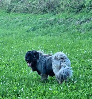 Wurfankündigung Kaukasischer Owtscharka Maremmano Abbruzzese Bild 4