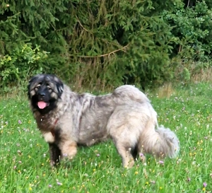 Wurfankündigung Kaukasischer Owtscharka Maremmano Abbruzzese Bild 5