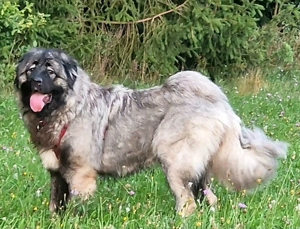 Wurfankündigung Kaukasischer Owtscharka Maremmano Abbruzzese