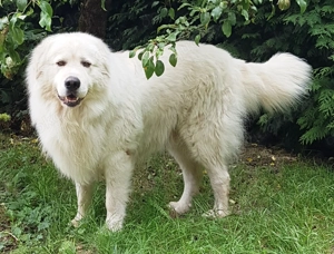 Wurfankündigung Kaukasischer Owtscharka Maremmano Abbruzzese Bild 7