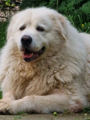 Wurfankündigung Kaukasischer Owtscharka Maremmano Abbruzzese Bild 2