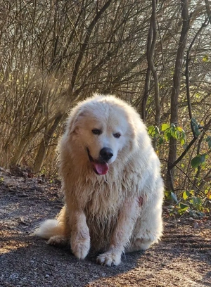 Wurfankündigung Kaukasischer Owtscharka Maremmano Abbruzzese Bild 9
