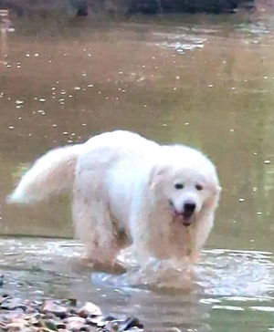 Wurfankündigung Kaukasischer Owtscharka Maremmano Abbruzzese Bild 8